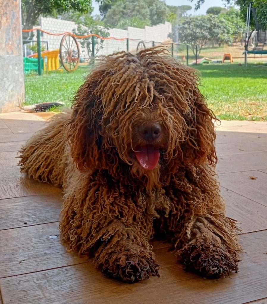Rocky (Hippy de la ribera del Genil) posa tumbado en el porche de su casa 