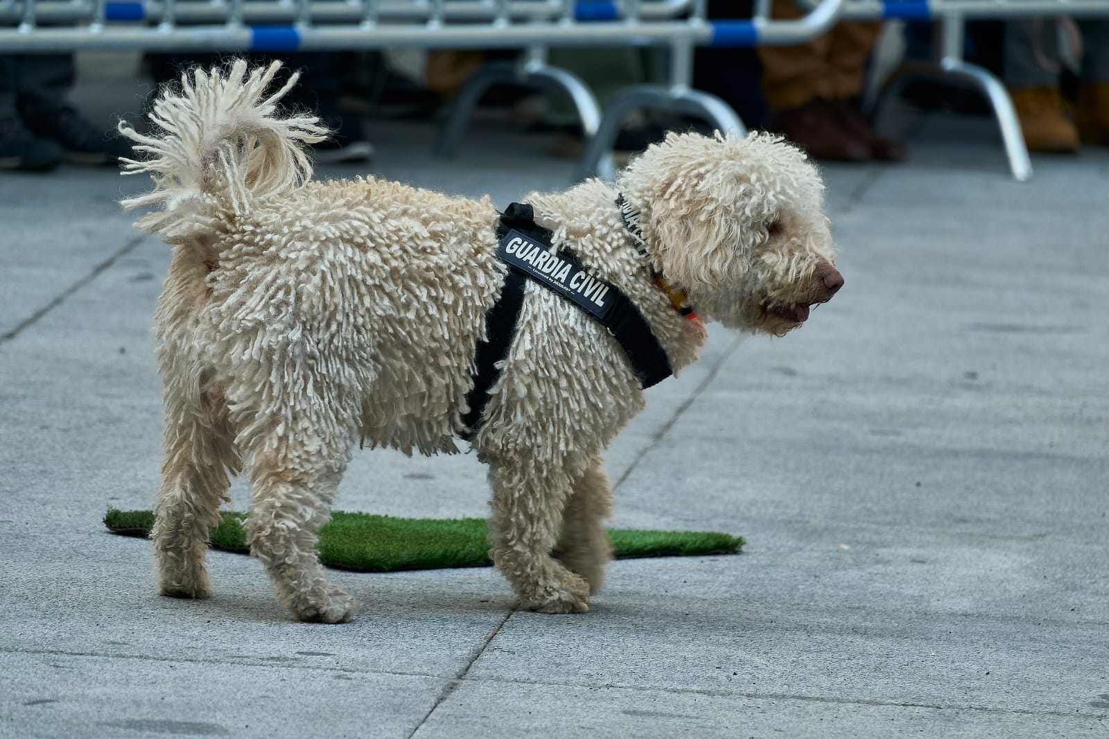 Dylan de las columnas de Melkart, unos de nuestros PDAE más destacados por si labores realizados en la unidad de restos biologicos de l a guardia civil.