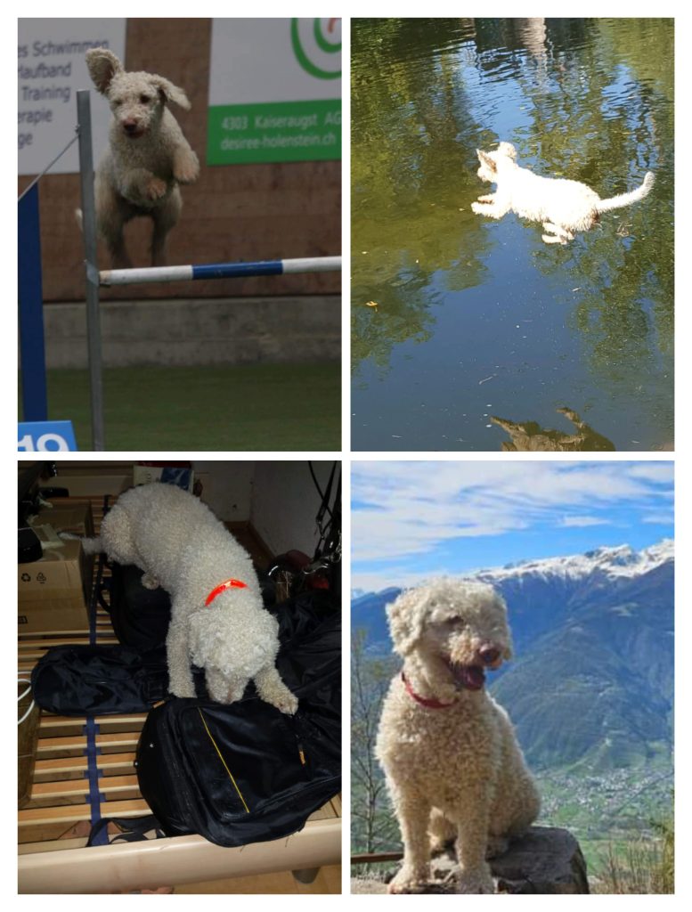 Nieves de las columnas de Melkart, especialidad en detección de plagas de chinches 